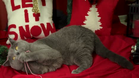 British-Shorthair-cat-plays-with-a-rope-in-front-of-the-christmas-pillows-on-red-cover