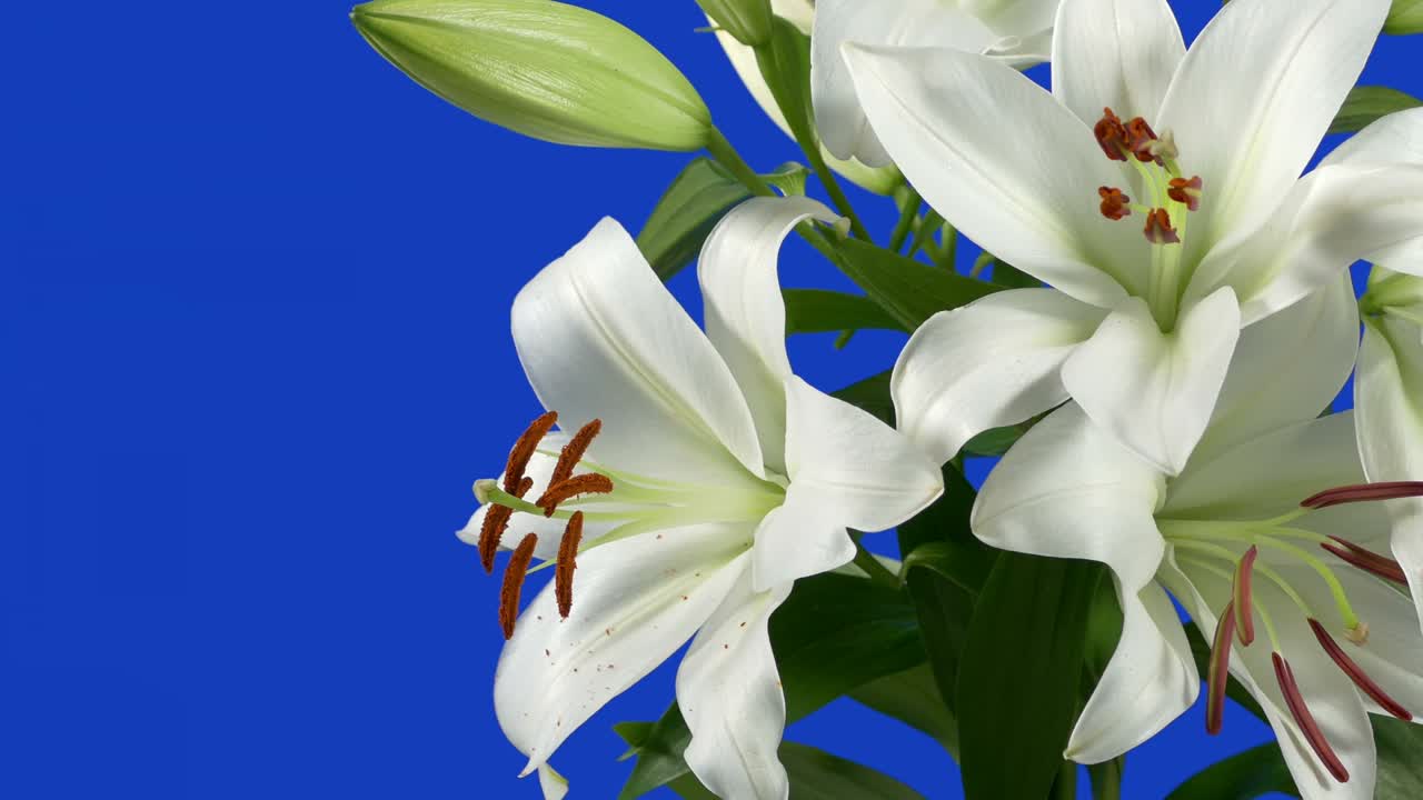 pasando las flores de lirio macro - pantalla azul para la composición