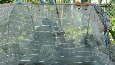 the plants inside the green screen cloth in the garden