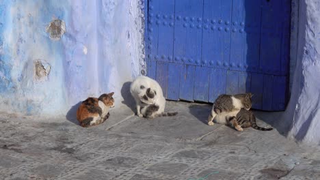 cats on blue street inside medina of chefchaouen