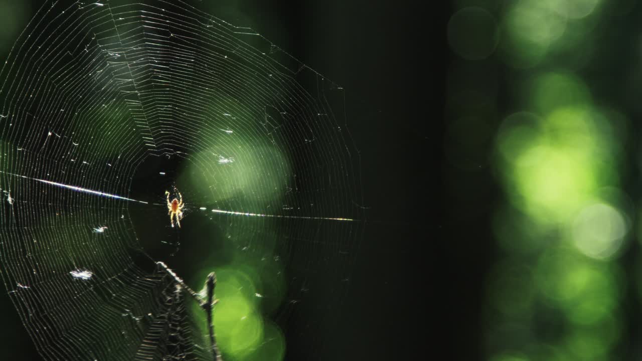 에 린 숲의 거미줄에 있는 거미