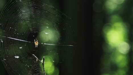 araña en una telaraña en el bosque golpeada por un palo