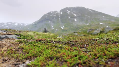 arctic tundra. beautiful nature norway natural landscape. tundra vegetation is composed of dwarf shrubs, sedges, grasses, mosses, and lichens.