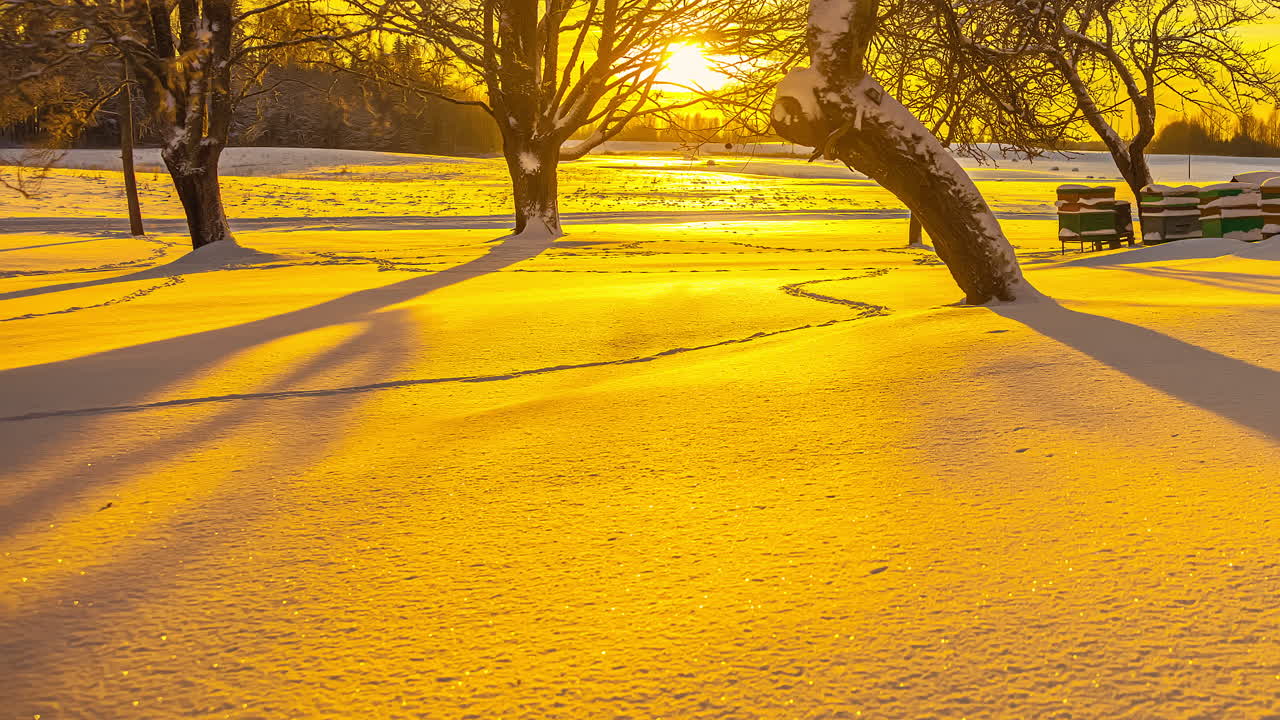 시간 경과의 밝은 햇빛 반사와 함께 자연 배경에서 나무와 함께 눈과 안개에 얼어붙은 꿀벌 상자의 긴 전망