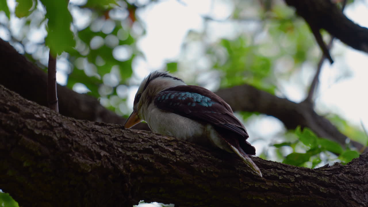 물총새 물총새 호주