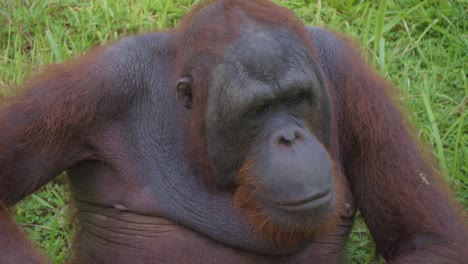 Trauriger-Oder-Schläfriger-Ausdrucksstarker-Orang-Utan.-Nahaufnahme