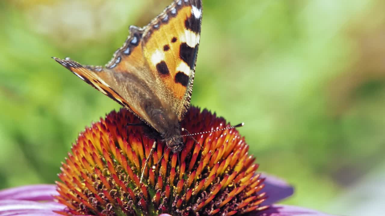 Scatto macro ravvicinato estremo di una farfalla Vanessa dell'ortica arancione posata su un'echinacea viola e che raccoglie nettare.