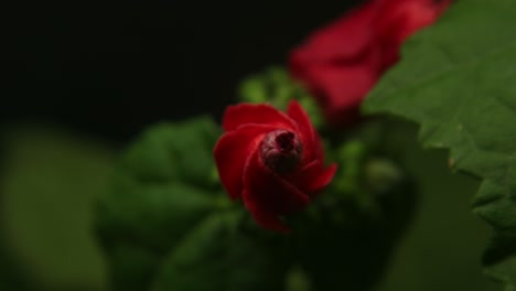 close-up view of vibrant red flower blooming amidst lush green foliage at dusk