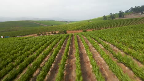 A-dolly-in-aerial-view-of-a-cloudy-day-in-a-vineyard-in-the-Leyda-Valley,-Chile