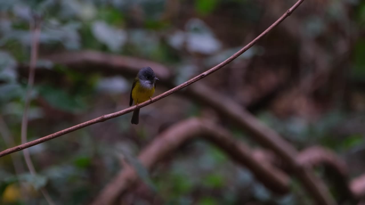 la cámara se desliza hacia la izquierda mientras se aleja mientras este pájaro está mirando frenéticamente a su alrededor posado en una vid, el canario de cabeza gris culicicapa ceylonensis, tailandia