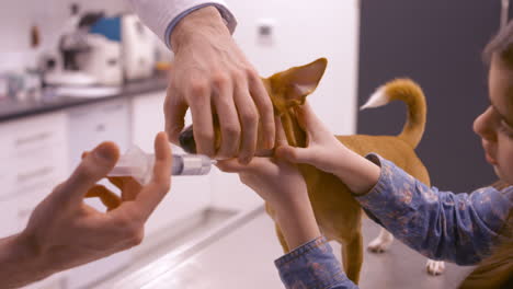 chica sosteniendo un perro para el veterinario