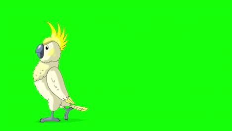 yellow cockatoo parrot