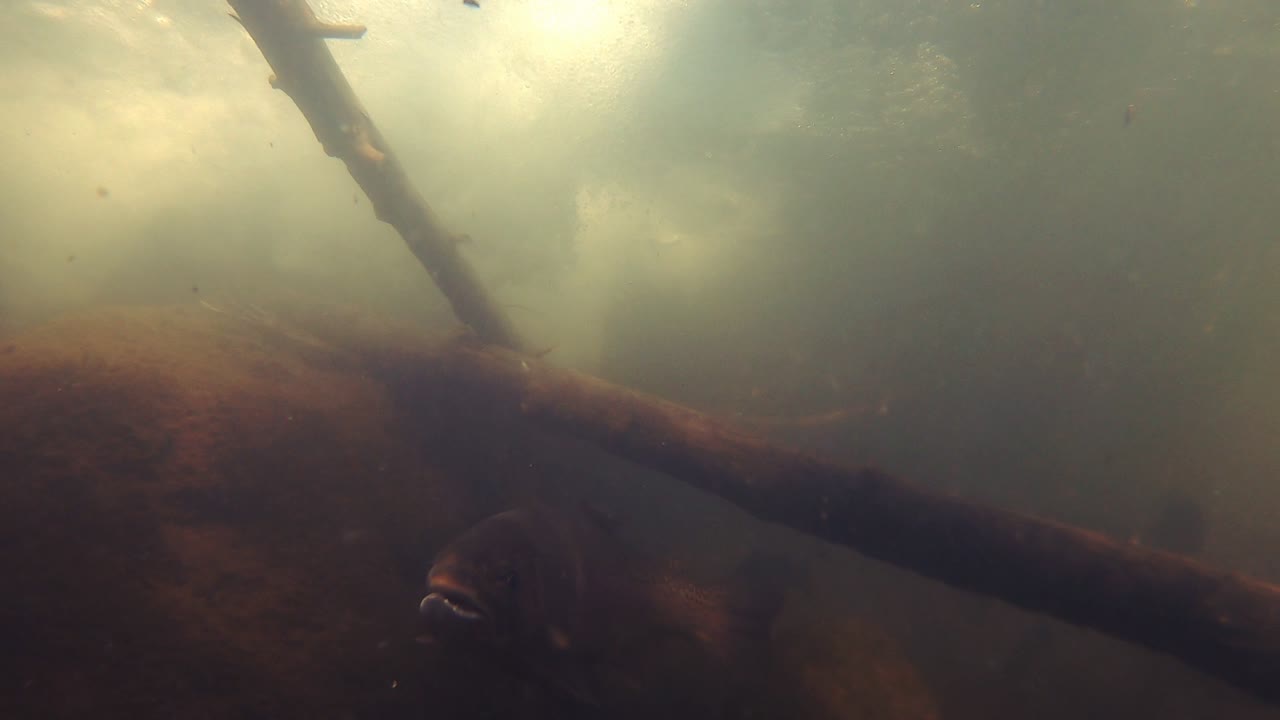 Video of a wild, male Rainbow trout in its natural habitat beneath a small waterfall. This clip was shot in the Norfork River near Mountain Home AR