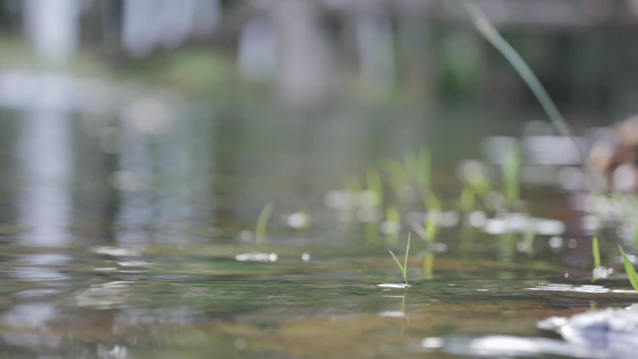 Soft focus close-up of grass blades growing in calm water near a natural pond, with blurred greenery in the background. Slow Motion.
