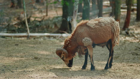 Stationary-Shot-of-a-Male-Cameroon-Sheep-Ram-Eating-off-the-Ground