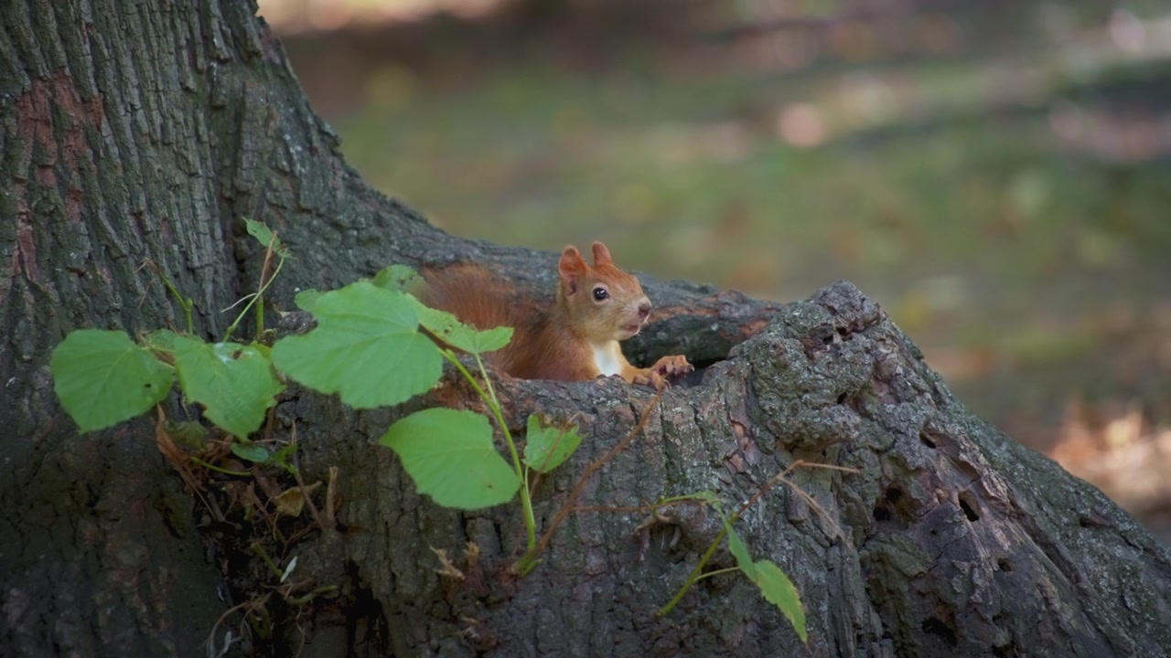 Squirrel hiding in a tree, eating seeds