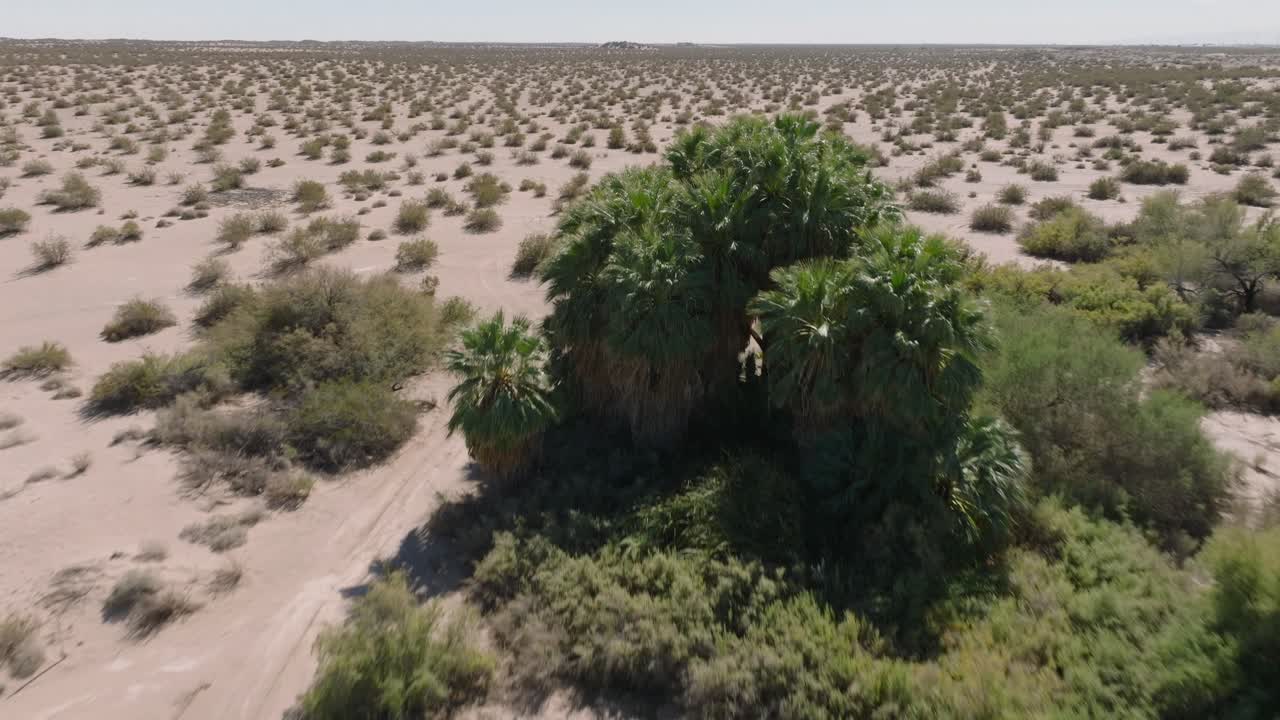 Il drone si avvicina a una lussureggiante oasi nel deserto sabbioso