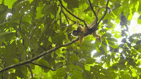 in peru’s jungle, a black-capped squirrel monkey mother carries her baby on back as she moves through the treetops.