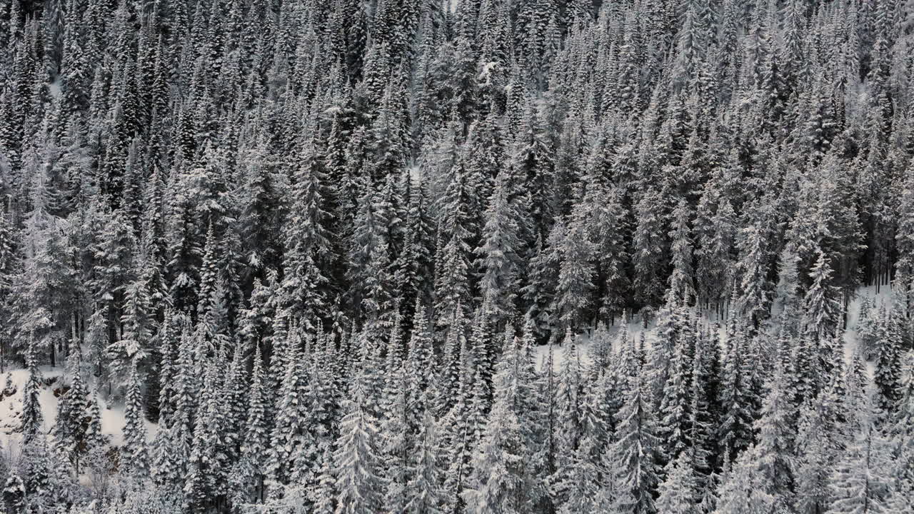 겨울의 숨: 서부 쿠테네의 광활함