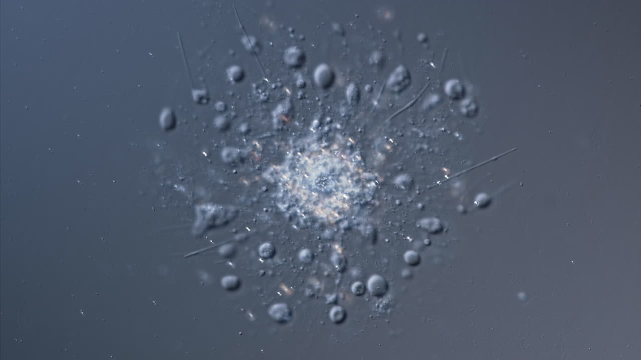 Microscopic Views of a Single-Celled Organism