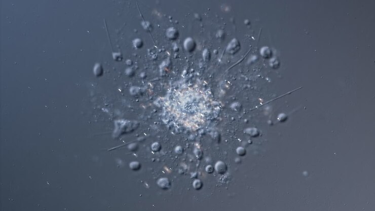 Microscopic Views of a Single-Celled Organism