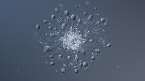 microscopic views of a single-celled organism