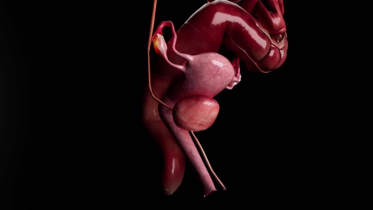 sistema reproductivo femenino anatomía concepto médico animación en 3d