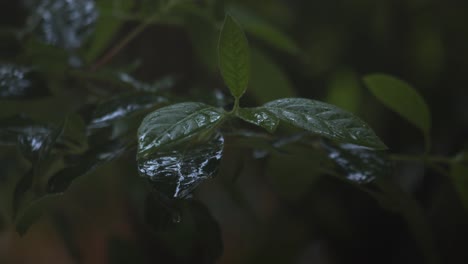 Leaves-with-water-droplets-during-rainfall