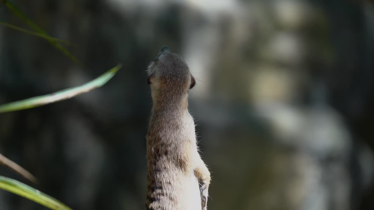 A Close-up of a meerkat standing and looking out for itself