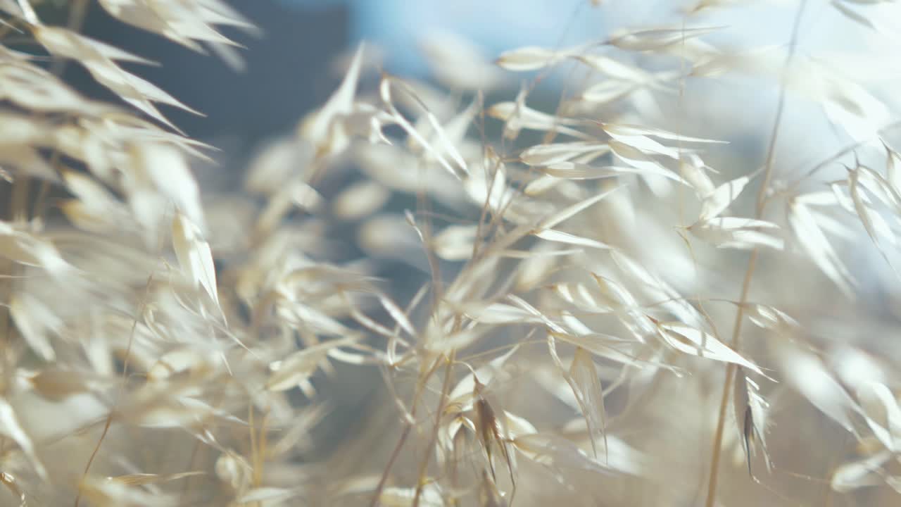 햇빛에 부는 아름다운 영화 촬영 야생 풀