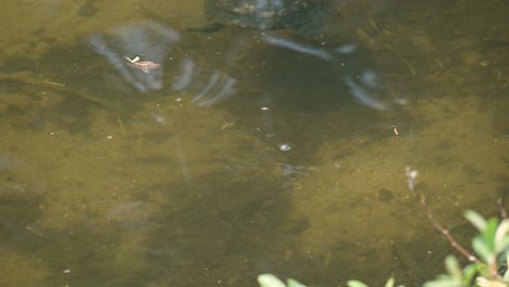 Tortuga-De-Estanque-Japonesa-Nadando-En-Las-Aguas-Claras-Y-Poco-Profundas-Del-Arroyo-Yangjae-En-Corea-Del-Sur