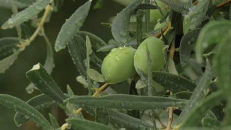 Wet-branch-of-olive-tree-with-raindrops-on-the-leaves