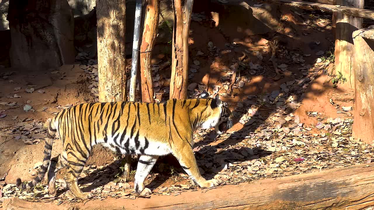 서식지에서의 호랑이
