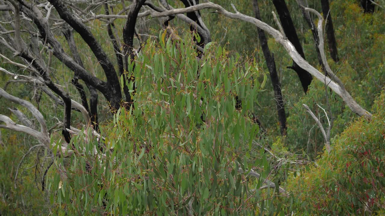 View of forest from Black Perry Lookout, Kosciuszko National Park, Talbingo, New South Wales, Australia