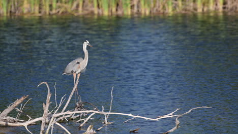 Großer-Blauer-Reiher-Im-Zuchtgefieder,-Stehend-Auf-Umgestürztem-Baum-Im-Wasser-In-Feuchtgebieten,-Florida,-Usa