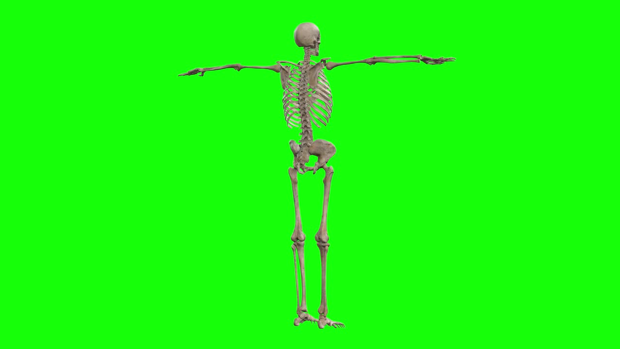 un personaje de esqueleto 3d en t pose 360 girando en pantalla verde animación de bucle 3d sin costuras