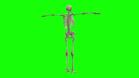 a skeleton 3d character on t pose 360 rotating on green screen seamless loop 3d animation