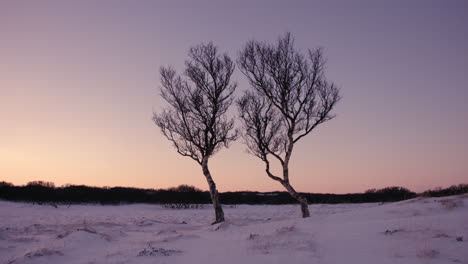 stable shot of couple of birch trees at sunset on a snowy field