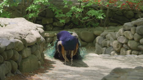 Front-Portrait-Of-Blue-Peafowl-Preening-In-The-Zoo-Under-The-Sunlight