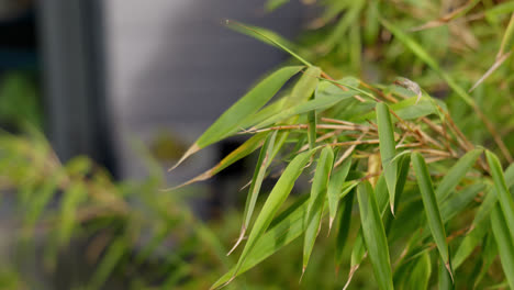 Summer-video-footage-of-fountain-bamboo-moving-slowly-in-the-breeze-on-a-sunny-day