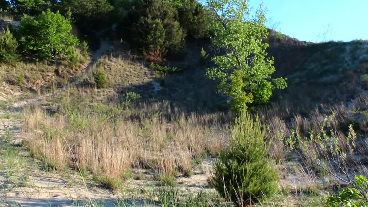 Tranquil landscape of Indiana Dunes under clear blue skies, showcasing sunlit dunes and lush green trees in harmony. Captured in a peaceful, natural setting without any people