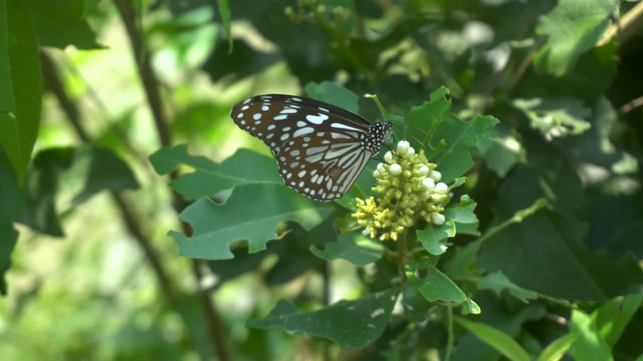 A butterfly sits on a tree leaf.