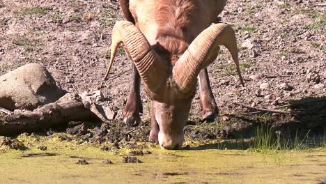 bighorn sheep drinking