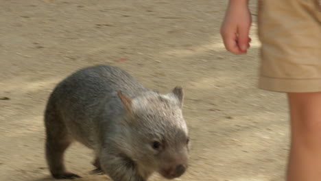 adorable joey wombat chases after a caucasian boy