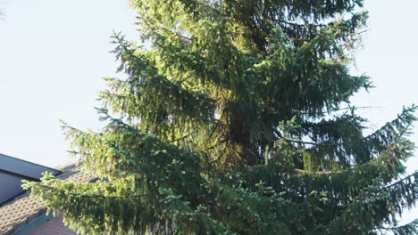 Nahaufnahme-Von-Zeder-Unter-Sonnenlicht