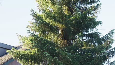 primo piano dell'albero di cedro sotto la luce del sole