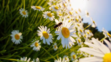 field of daisies with bee