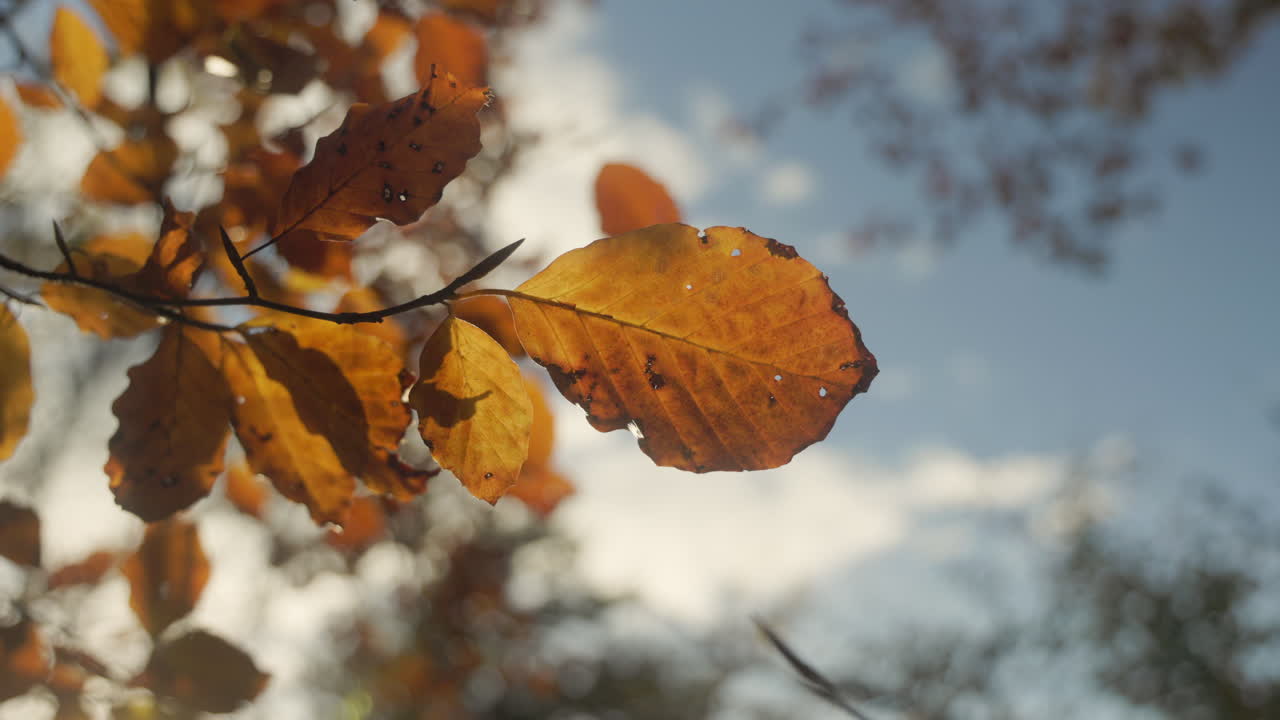 primer plano de gran ángulo de hermosas hojas de color otoño a la luz del sol