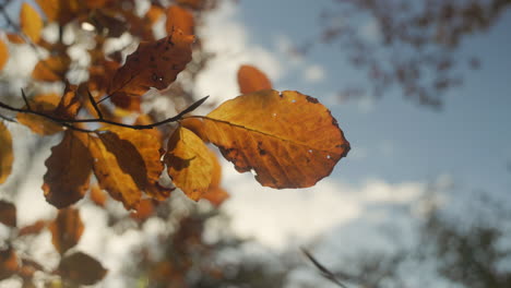 Wide-angle-close-up-of-beautiful-autumn-colored-leaves-in-the-sunlight