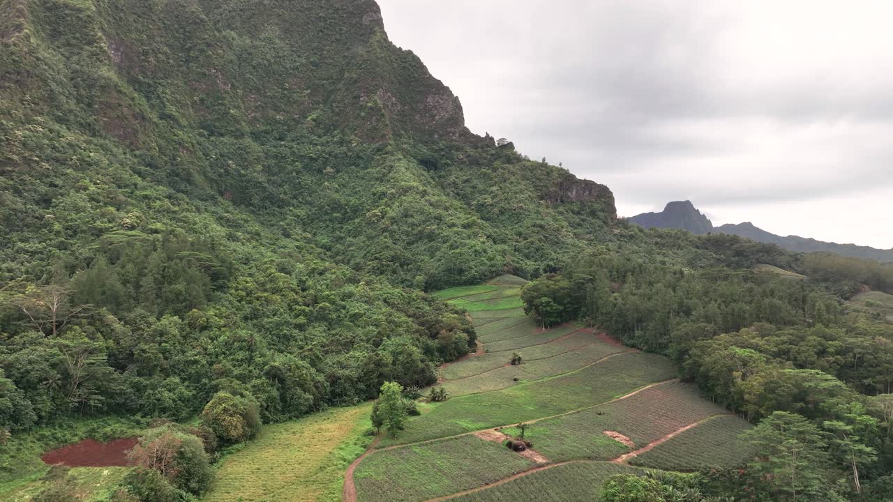 vuelo de regreso a las plantaciones de piña al pie del monte rotui en moorea, polinesia francesa